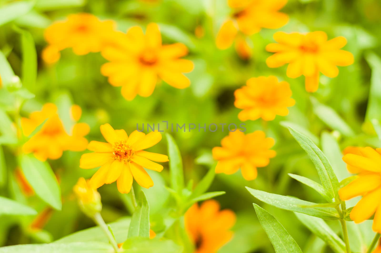 colorful flower in blur