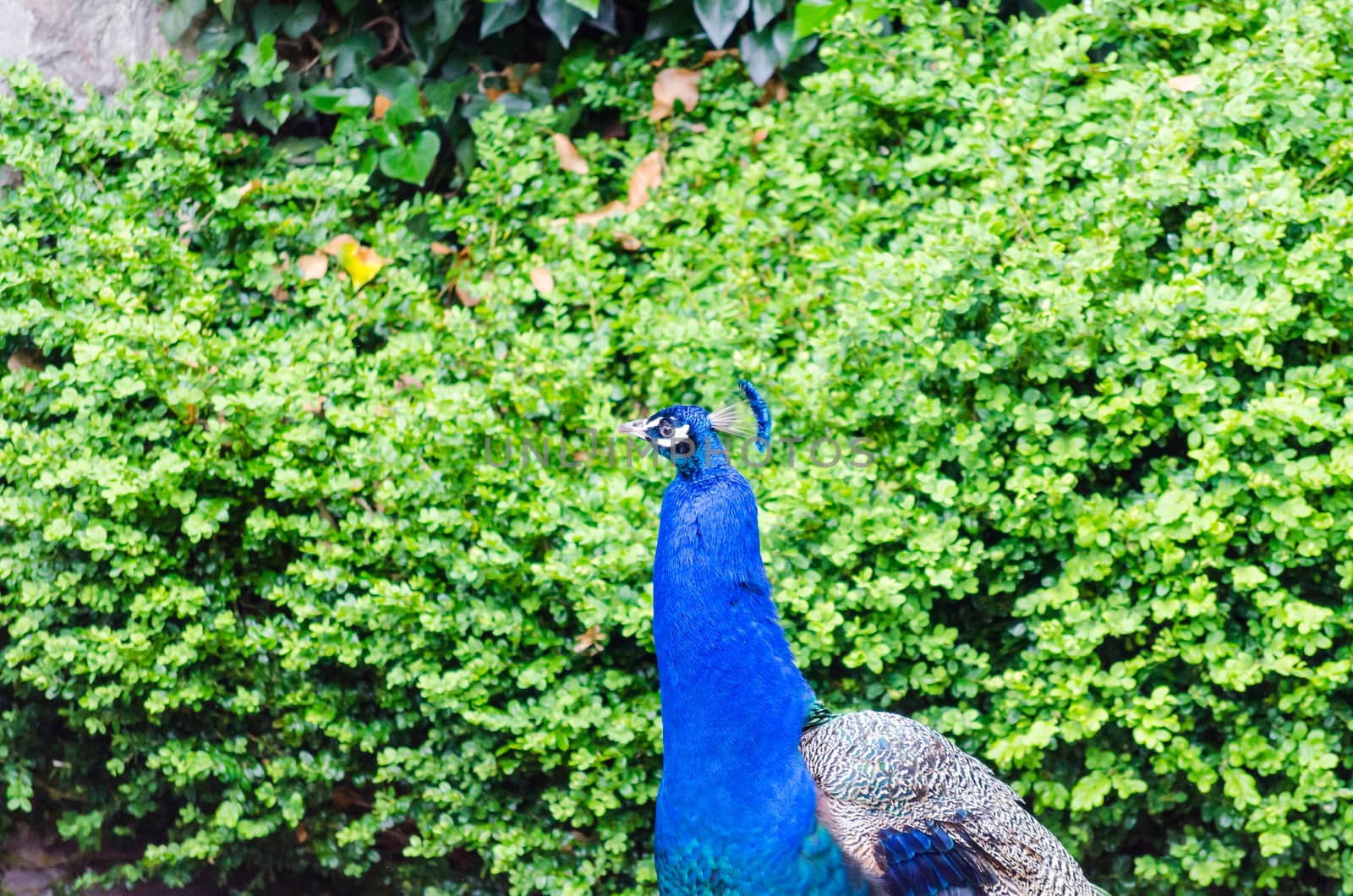 Peacock in front of green hedge
