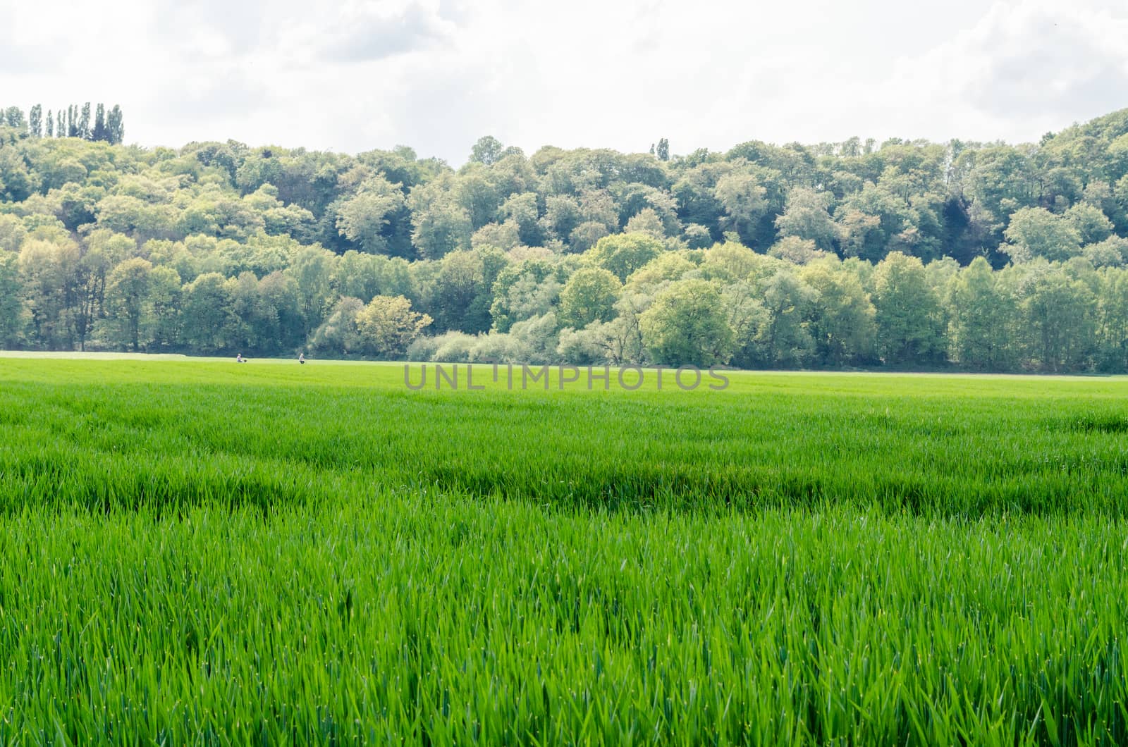 Wide view of a corn field with subsequent forest land
