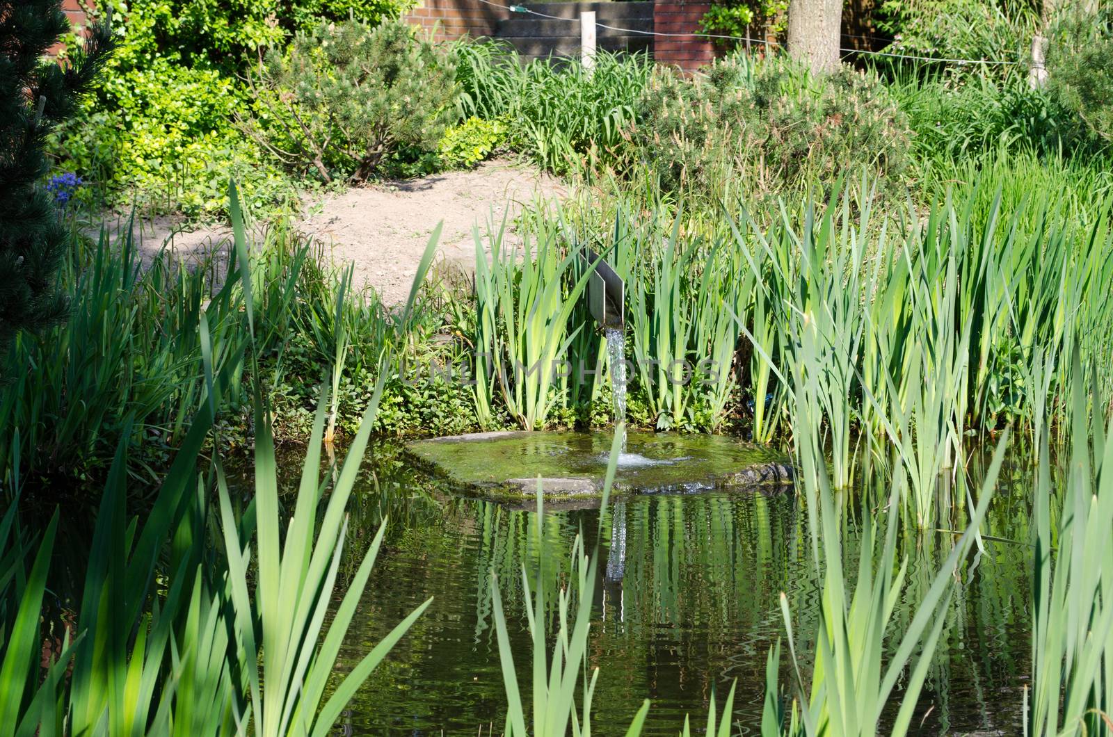 Beautiful garden pond with various plants and water intake
