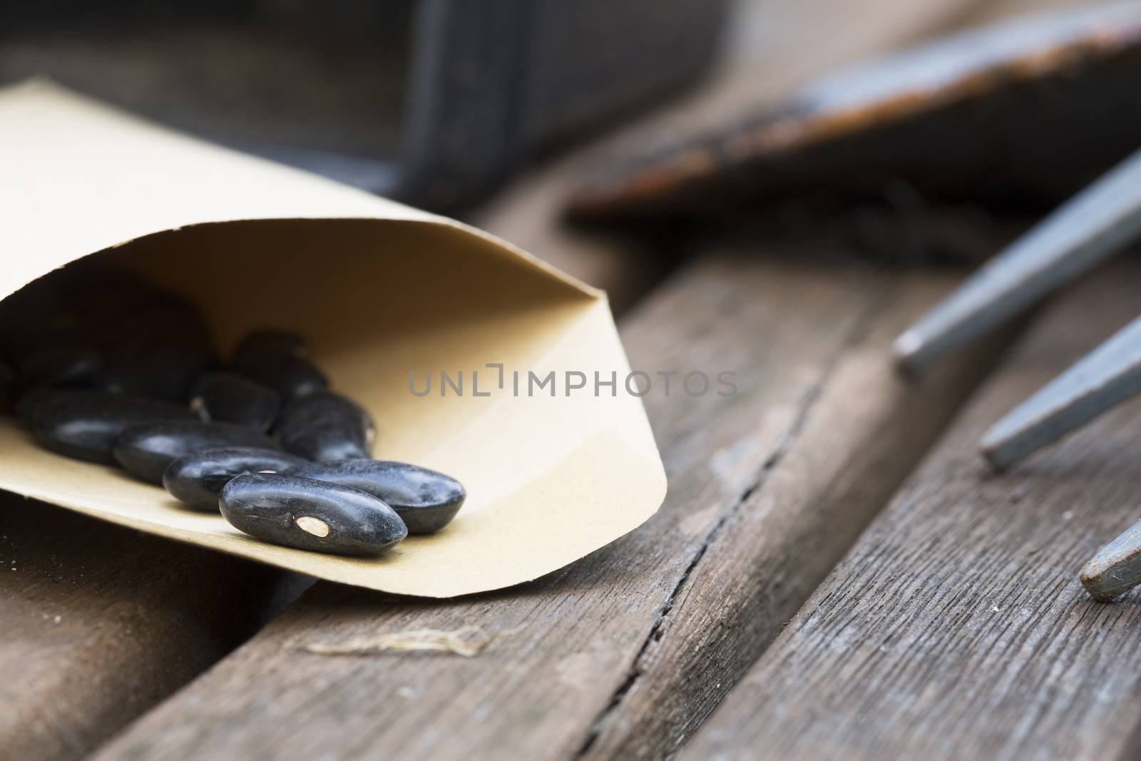 Black green beans seeds in packet on garden table ready for planting.