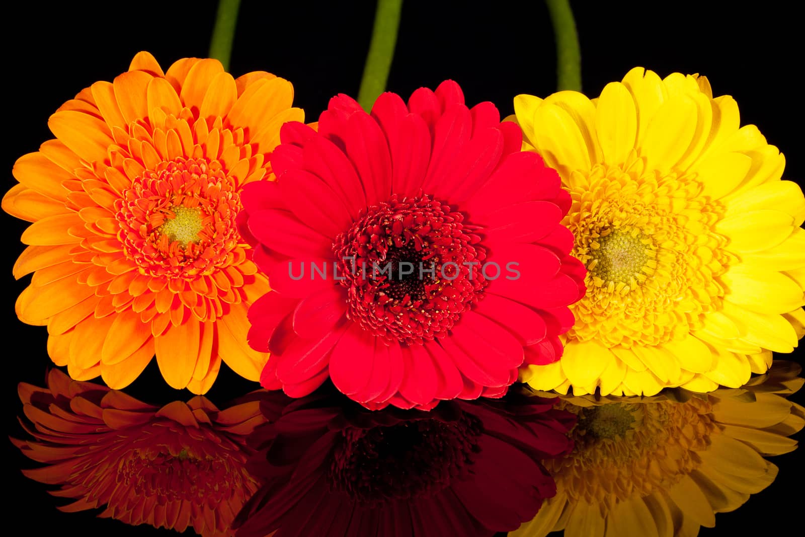 some colorflul flowers of gerbera on black background
