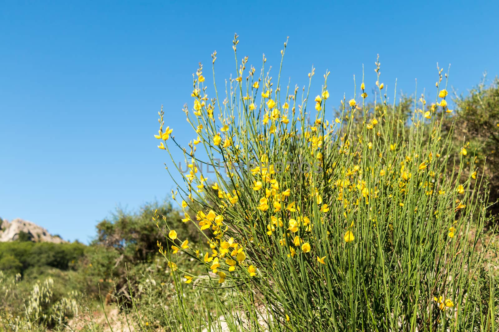 Clumps of yellow grass and rock