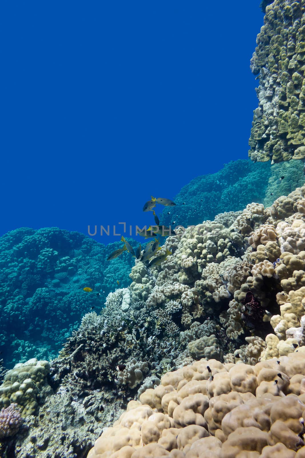 coral reef with porites corals and goatfishes at the bottom of tropical sea on blue water background