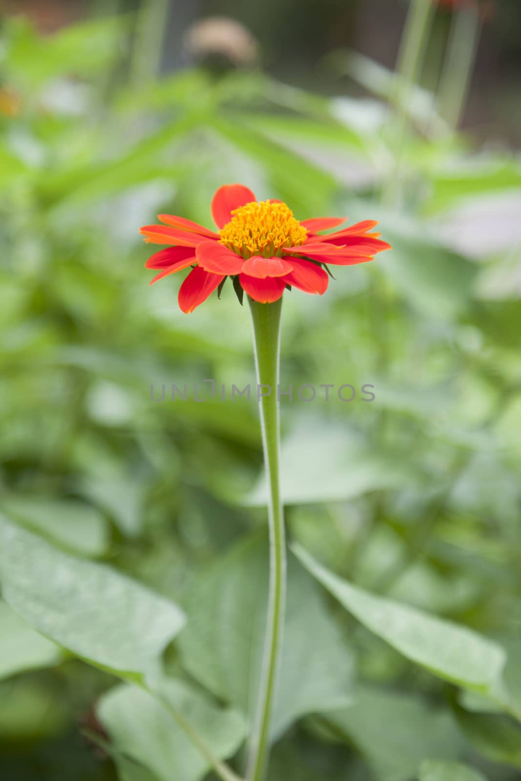 Red flower are in full bloom with yellow stamens.