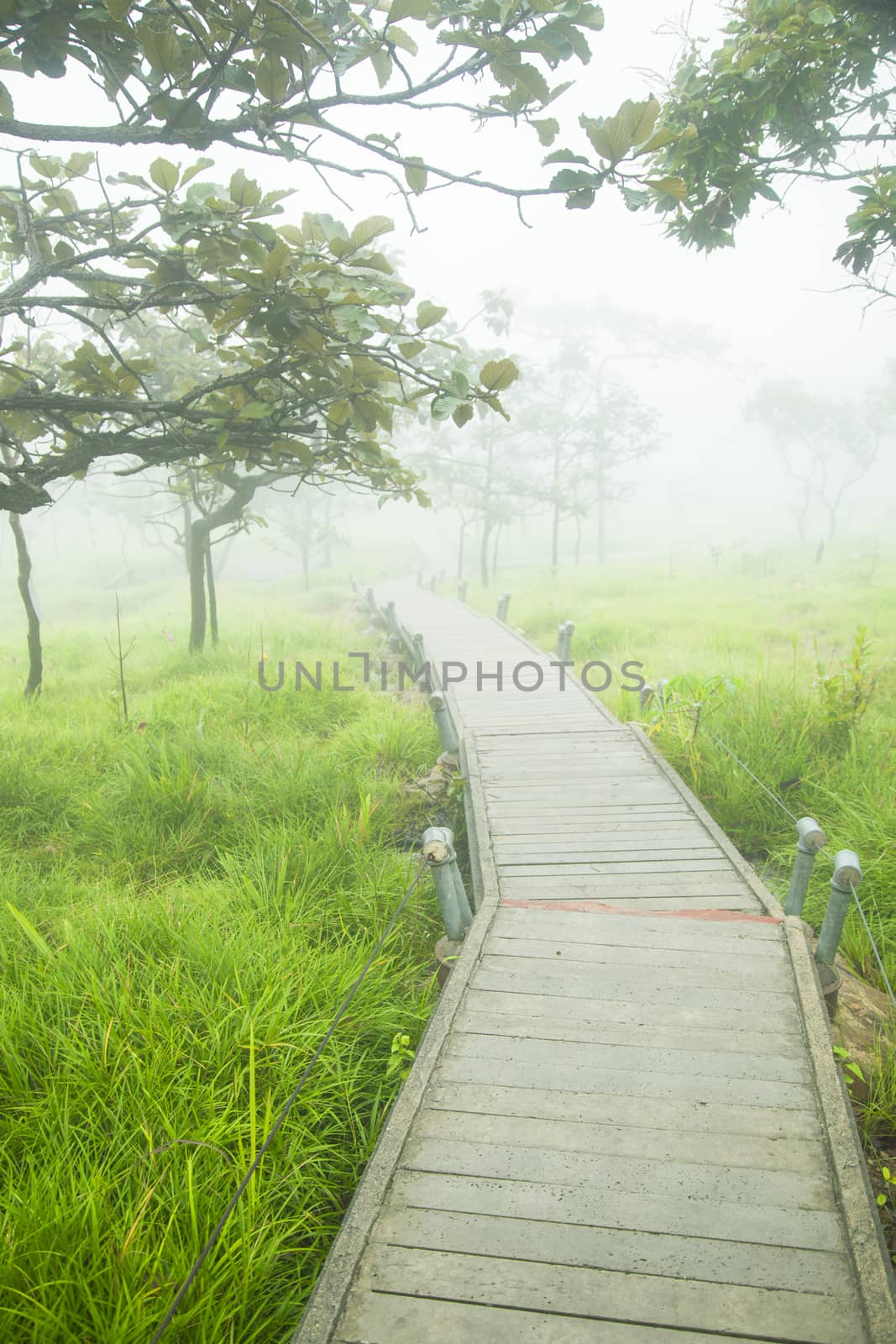 Wooden bridge walkway.Sides of the trees and meadows.