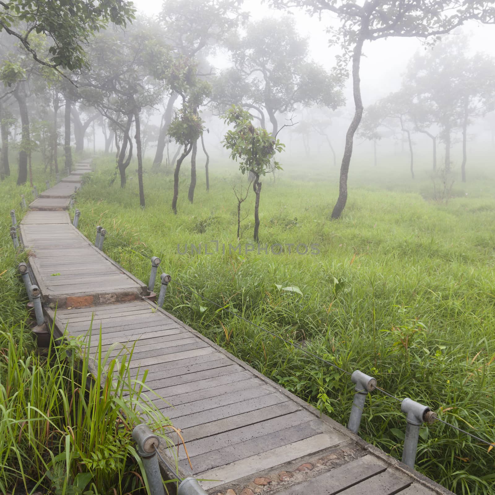 Wooden bridge walkway.Sides of the trees and meadows.