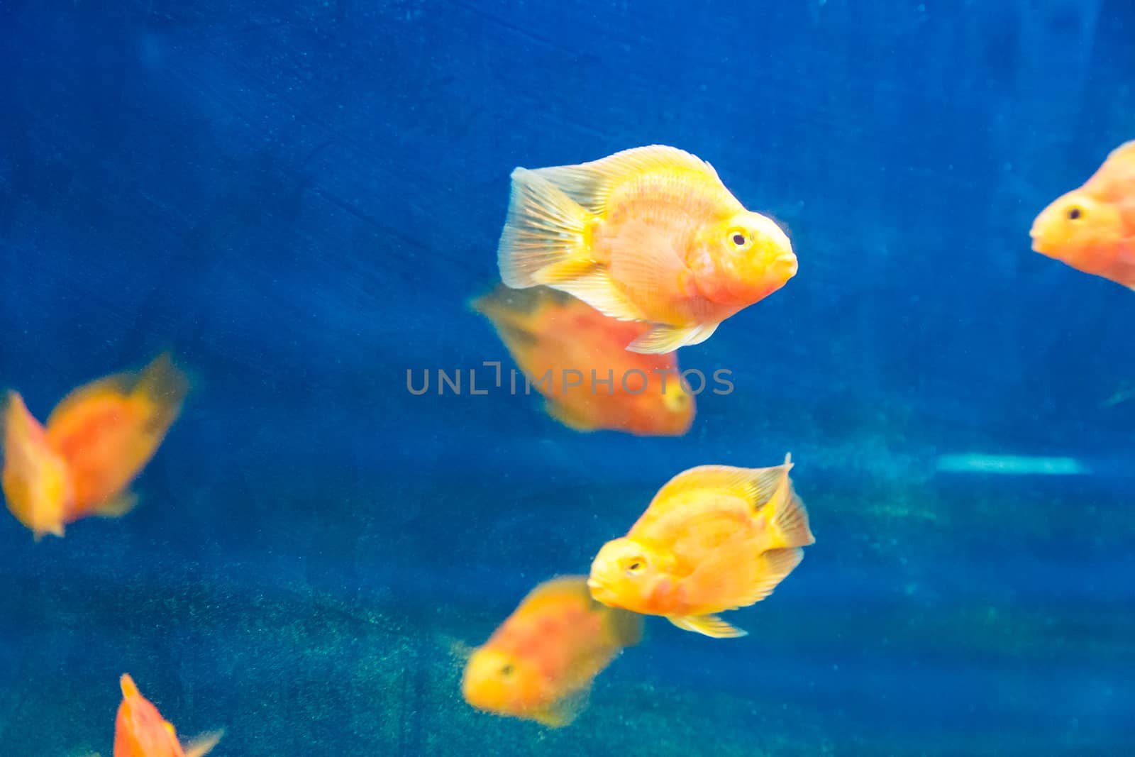 Photo of red parrot cichlid in blue water