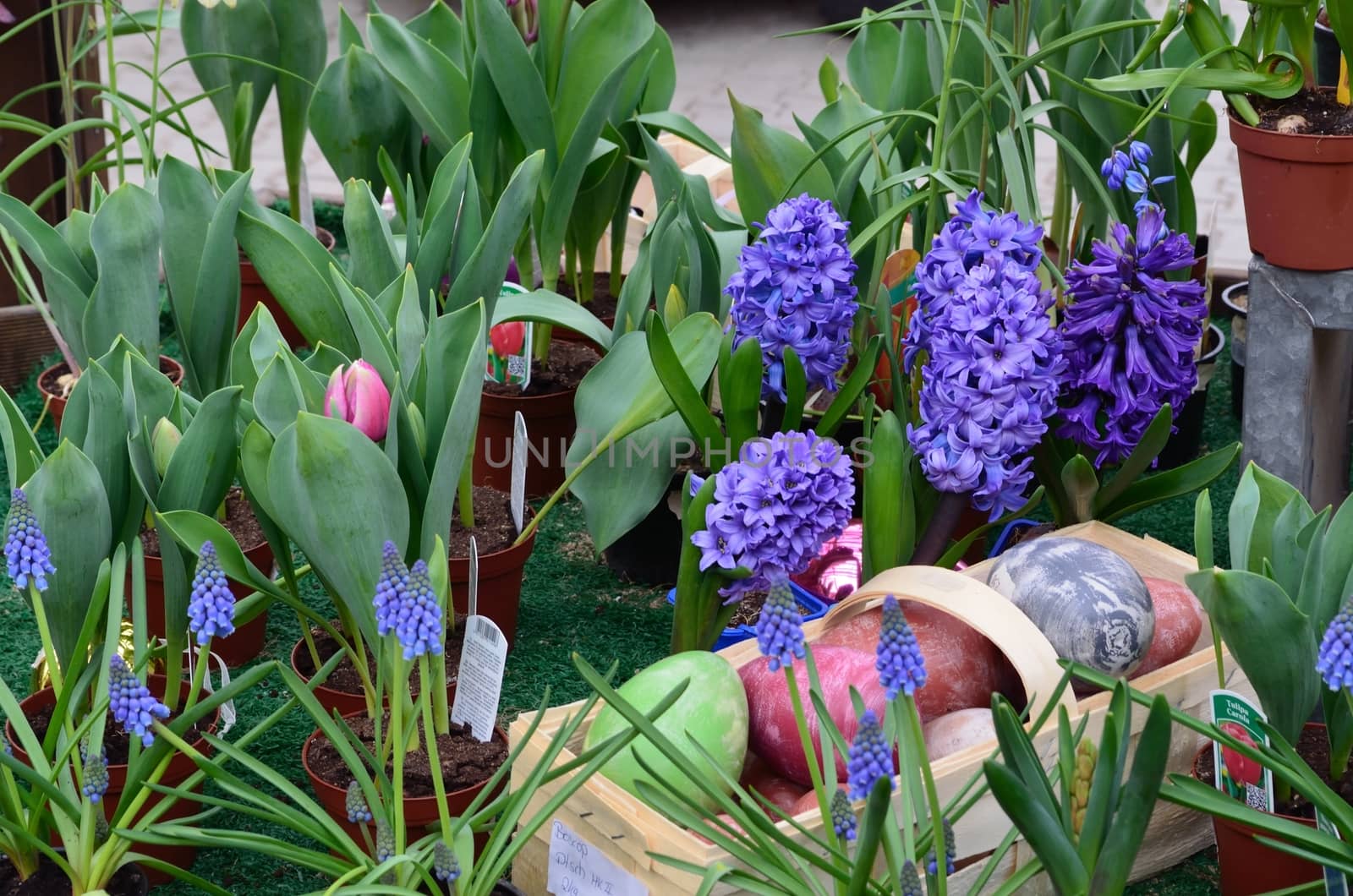 Llila hyacinths in spring at the weekly market
