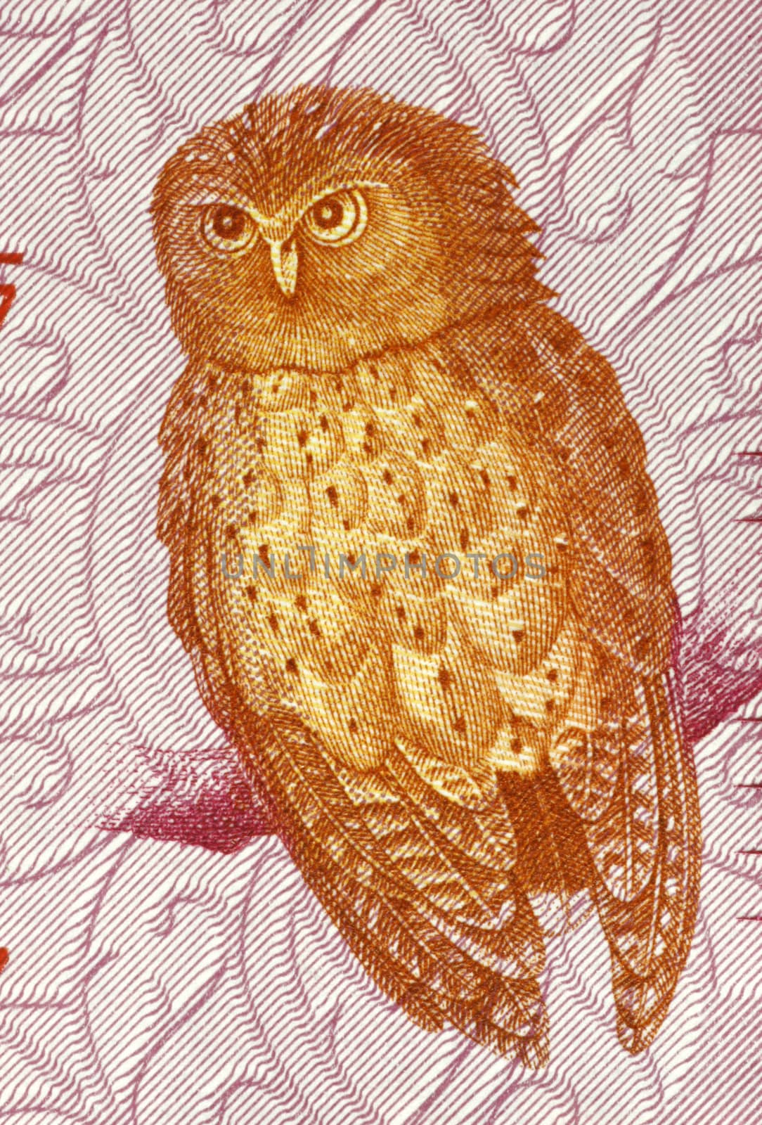 Serendib Scops Owl by Georgios