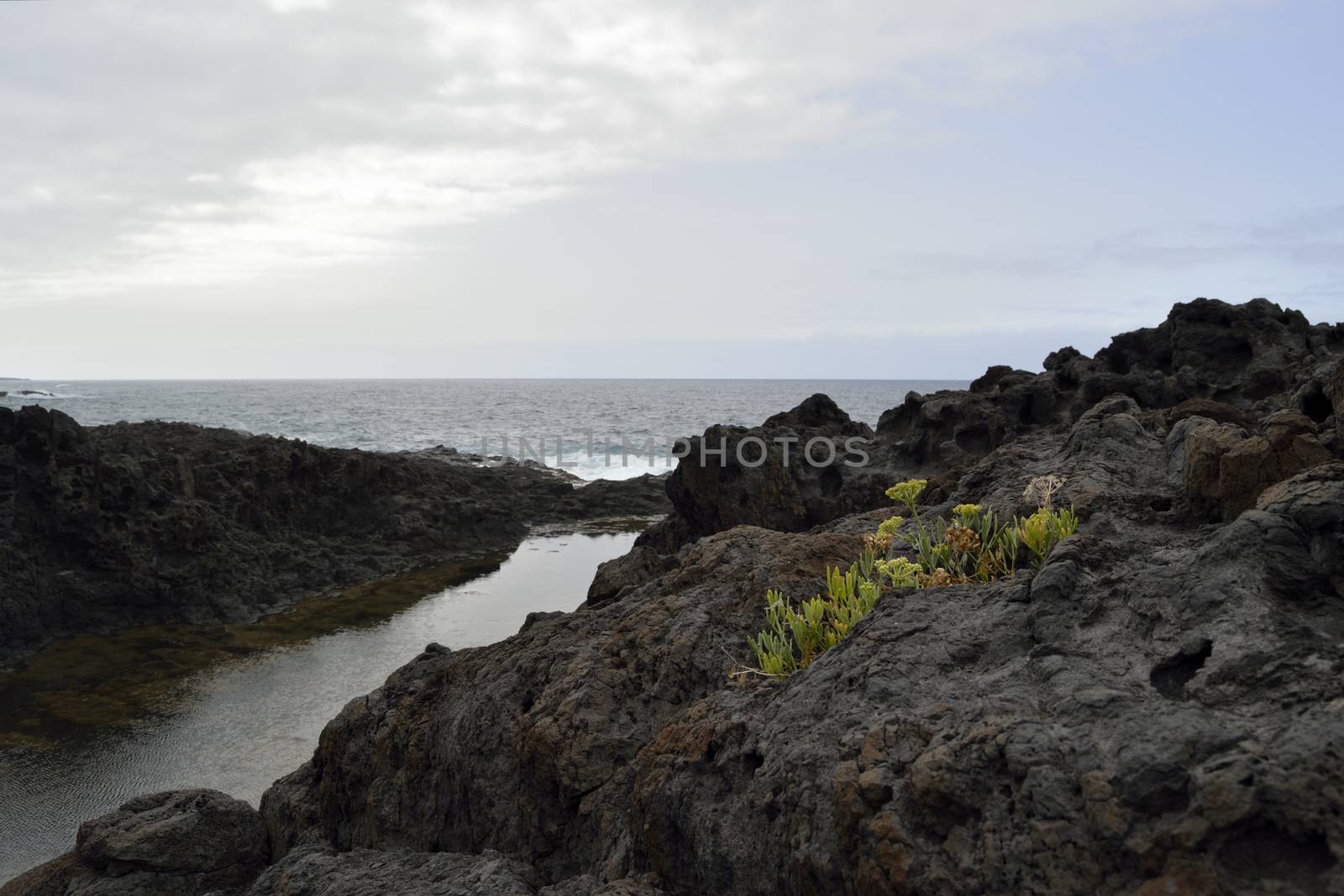 little cove and a few flowers, Garachico, Tenerife