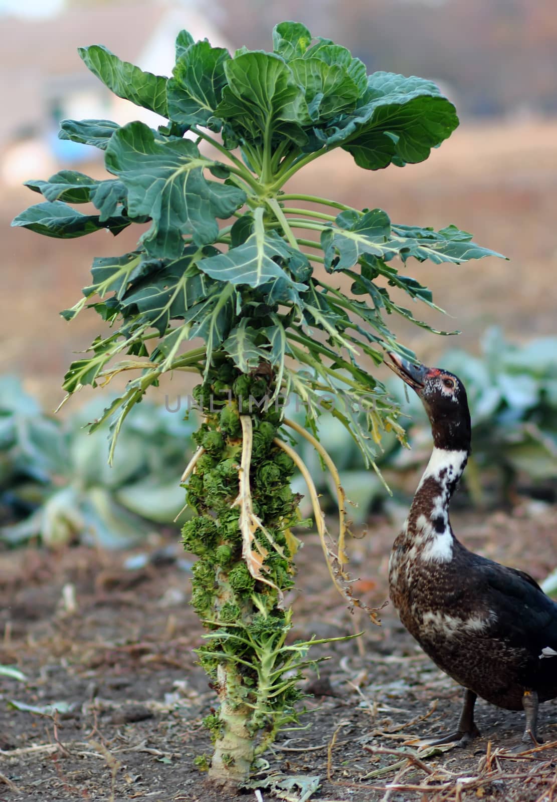 The green cabbages tree in a field