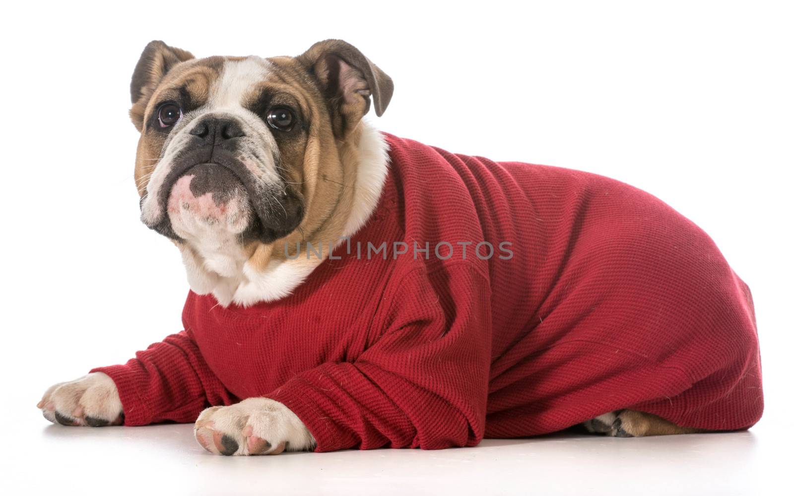 english bulldog puppy laying down looking up on white background