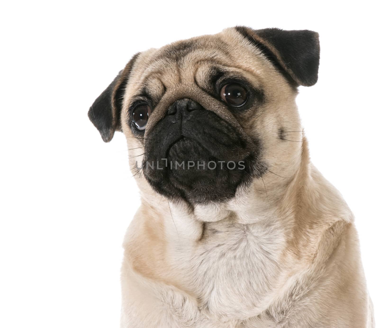 pug looking up isolated on white background