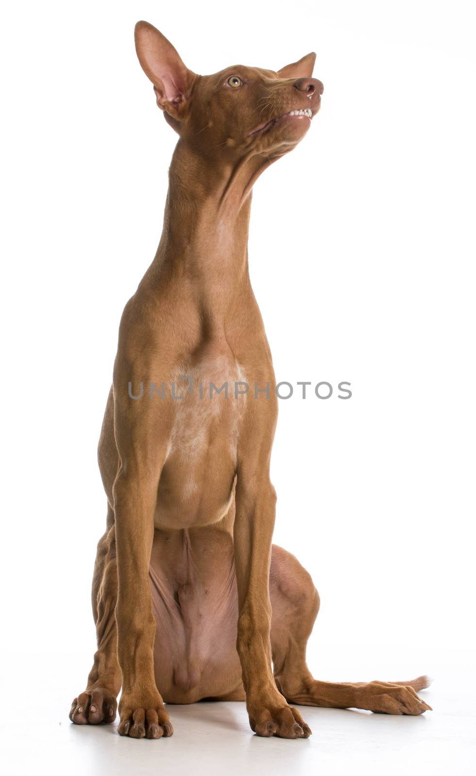 funny dog - pharaoh hound with silly expression on white background