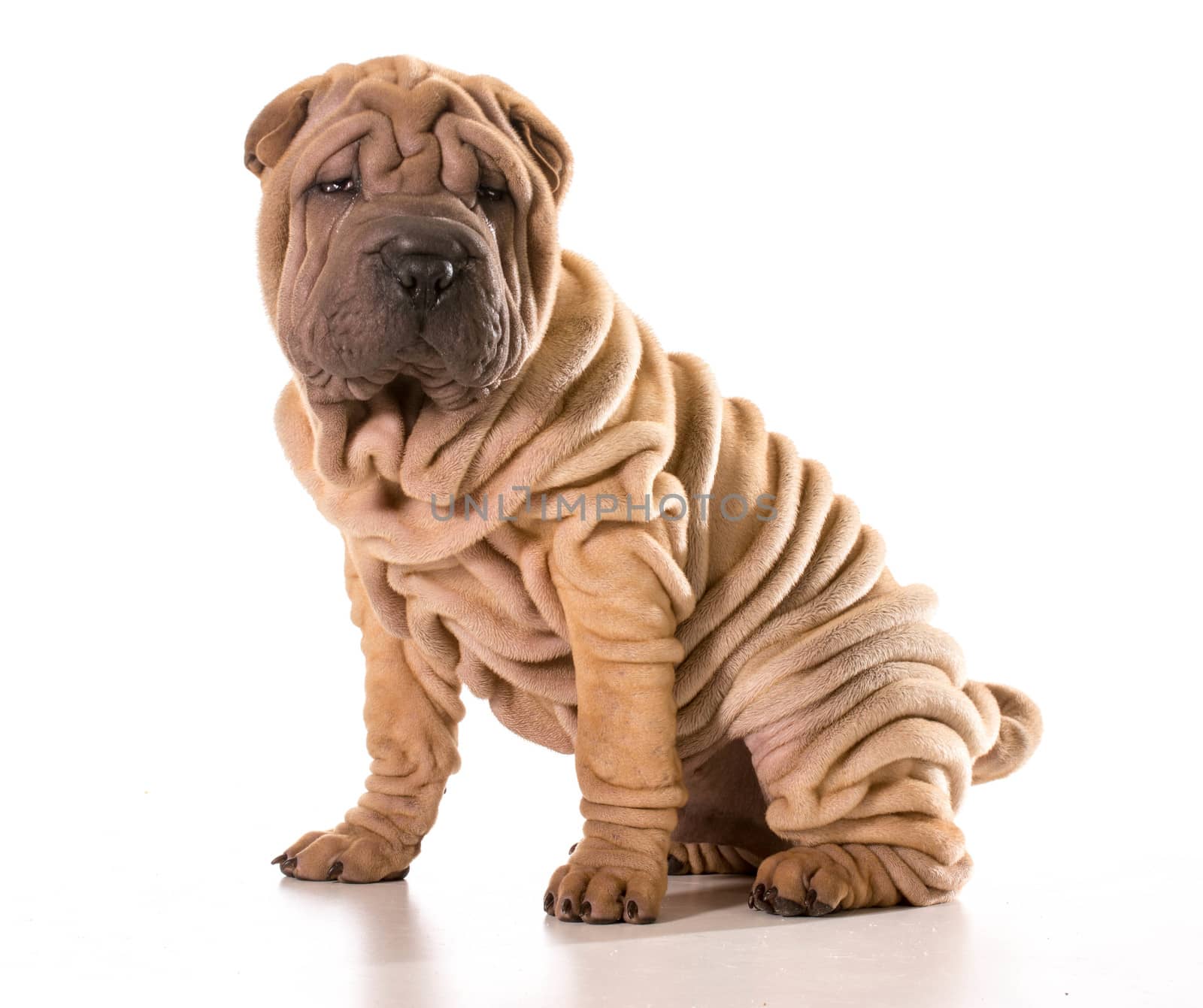 chinese shar pei sitting isolated on white background