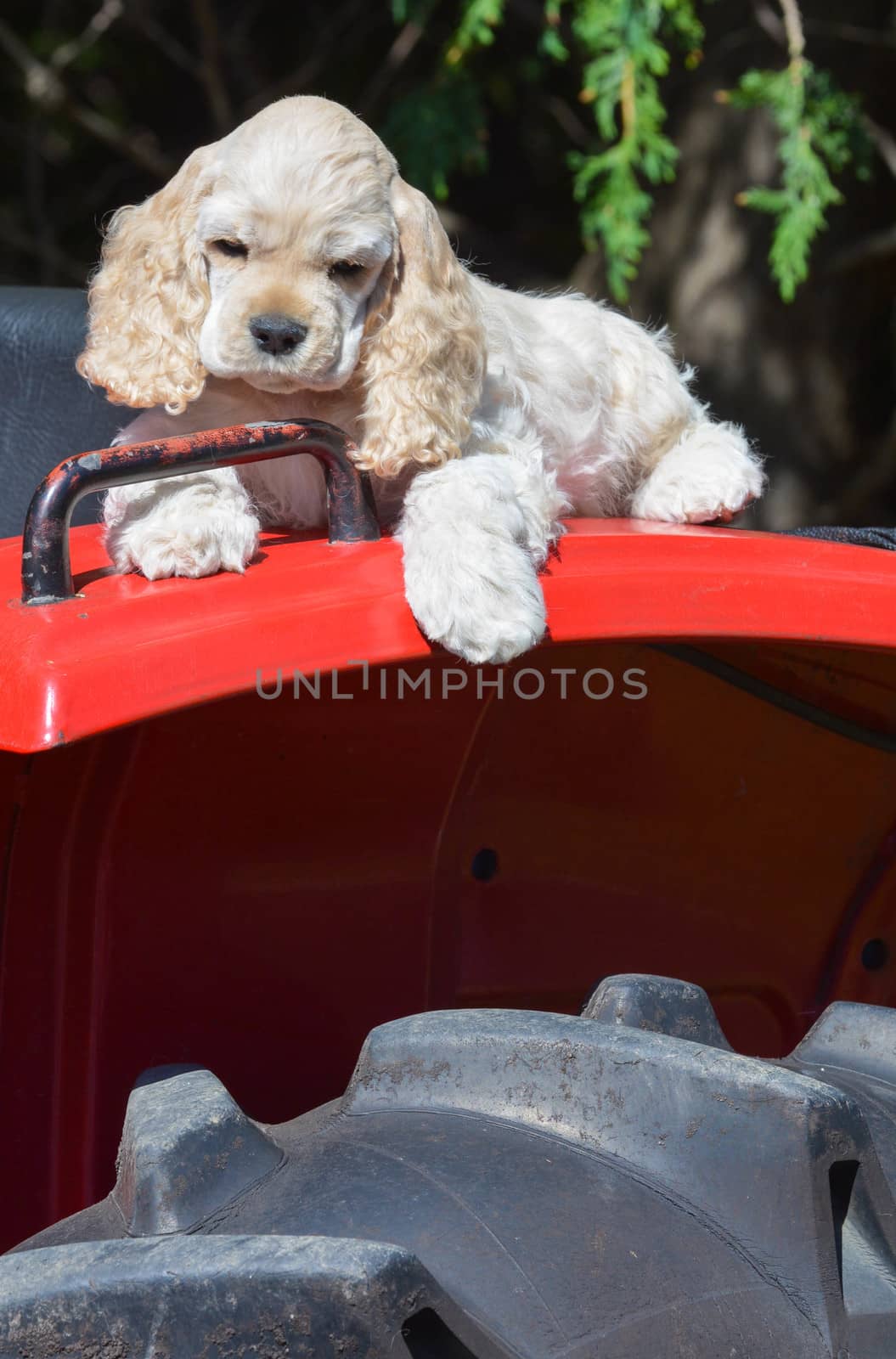 farm dog - cocker spaniel puppy laying on fender of a tractor