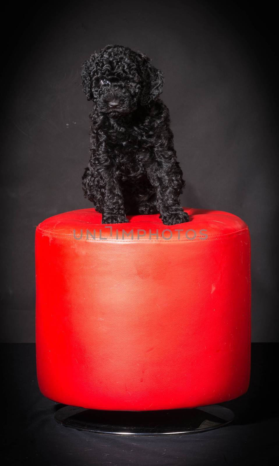 barbet puppy sitting on red stool on black background