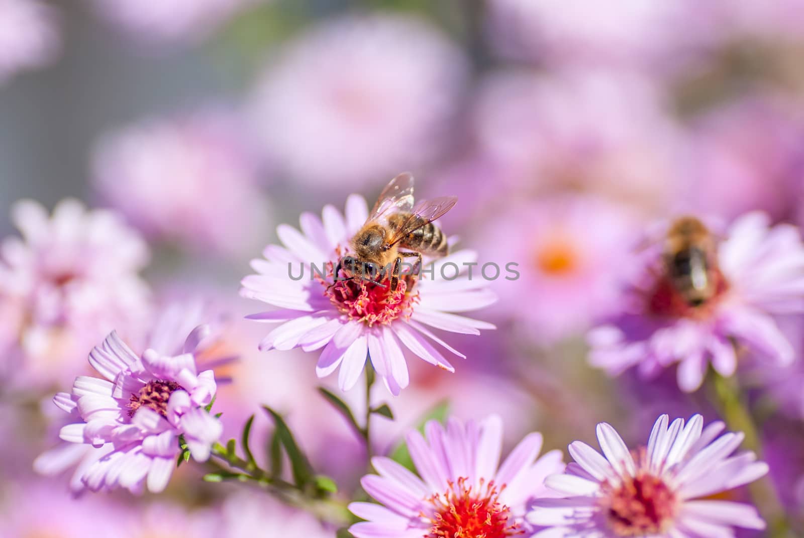 Bee on purple flower collect honey, blurred background