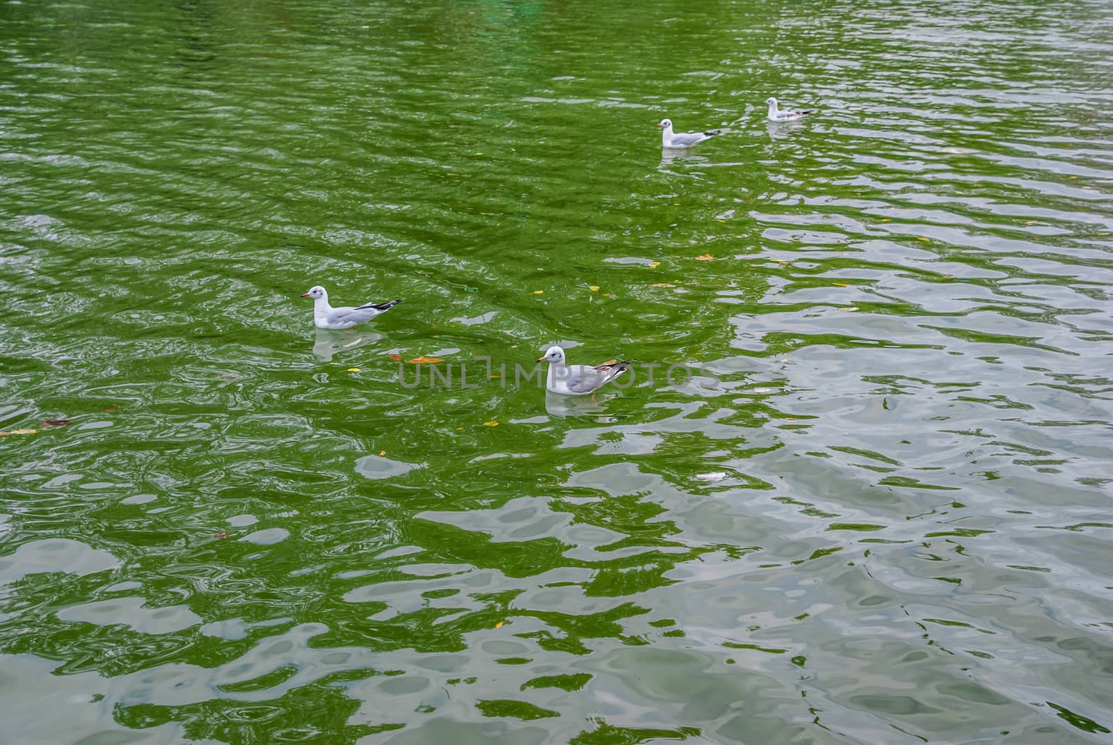 Flock of gulls on the river by Zhukow