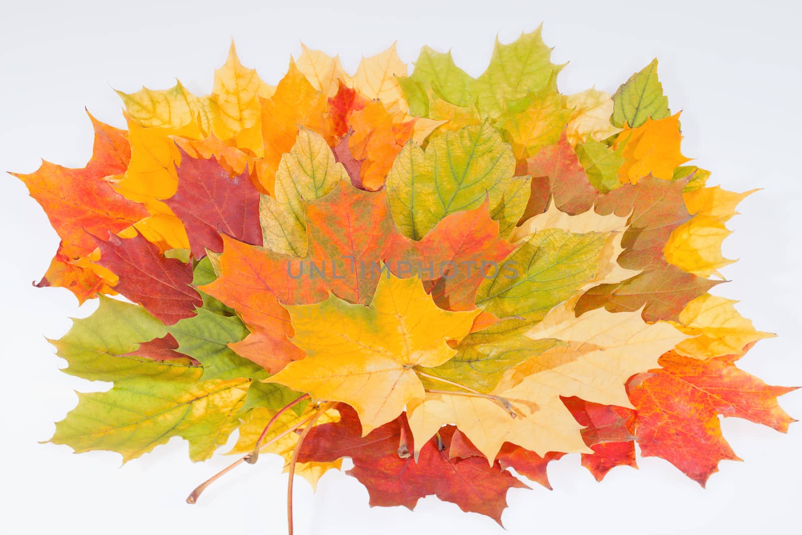 colorful autumn maple leaves on white background