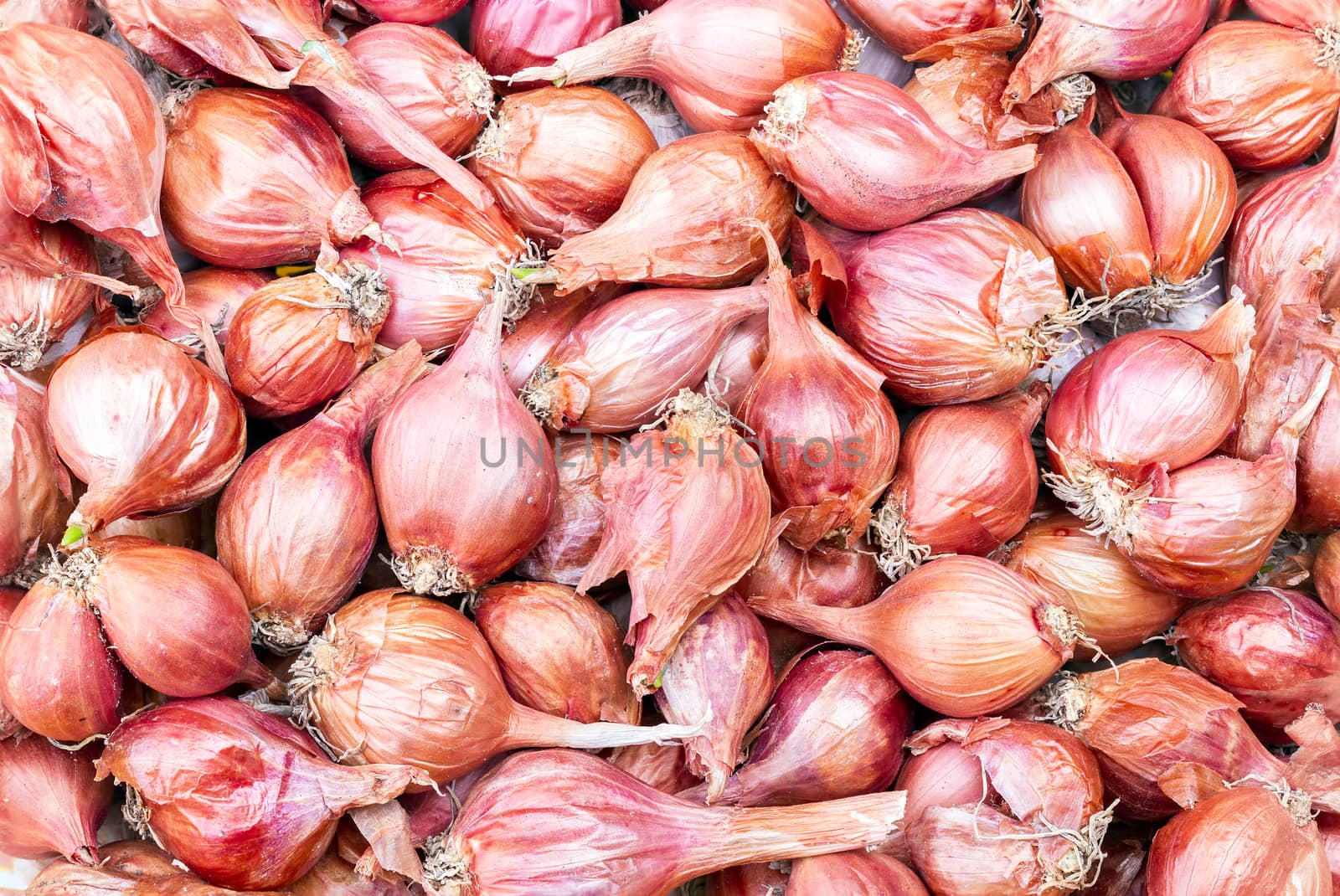 Shallot - asia red onion in market - Allium ascalonicum.