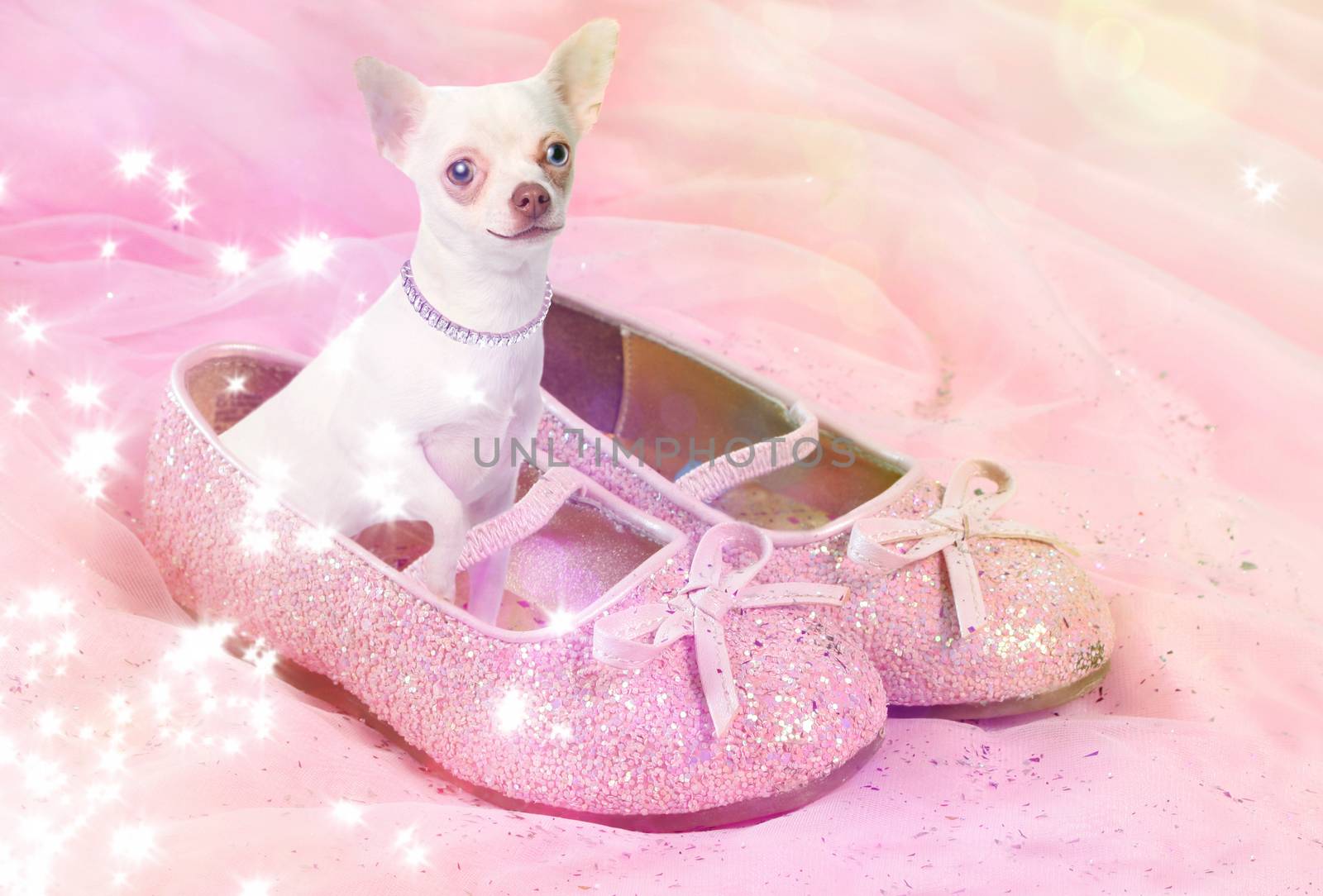 Little female chihuahua dog sitting in pink, glittery shoe 