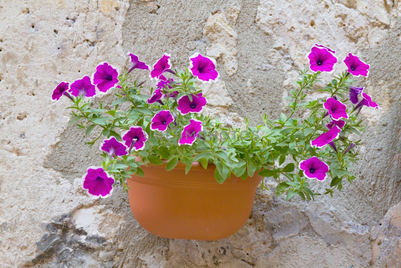 Photo shows a detail of the colourful flowers.