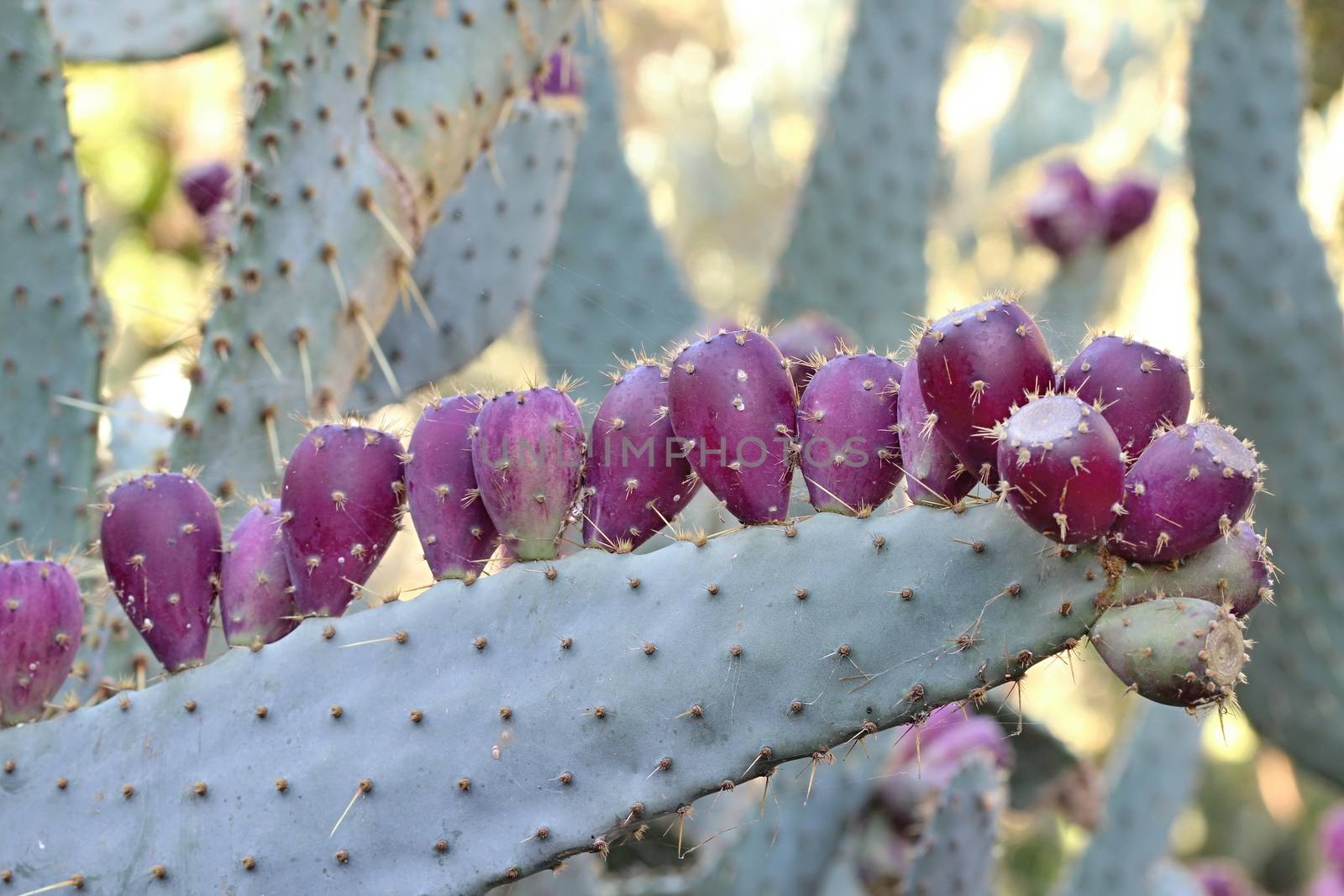 Photo of Beautiful Cactus in the Garden made in the late Summer time in Spain, 2013