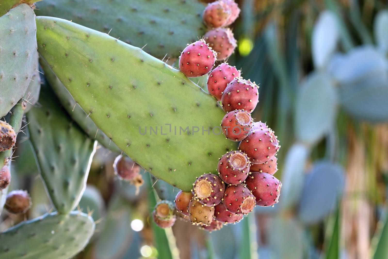 Photo of Beautiful Cactus in the Garden made in the late Summer time in Spain, 2013