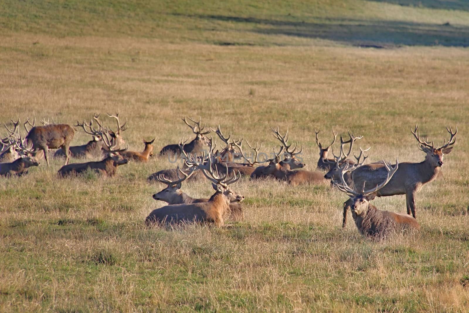 Resting deers in the countryside by Dermot68