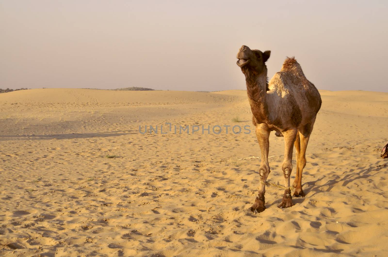 Camel in desert by MichalKnitl