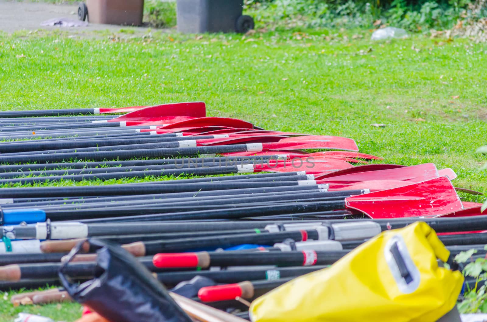 Several paddle lying on a meadow in a row.