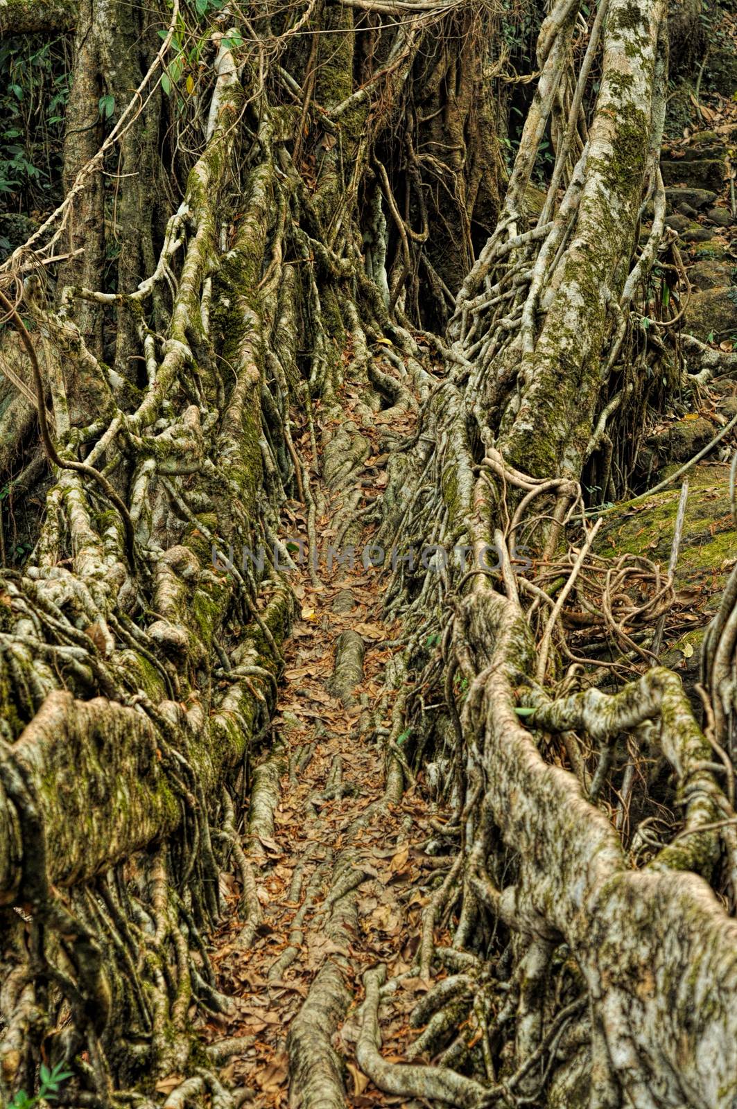 Old root bridge near Cherapunjee, Meghalaya