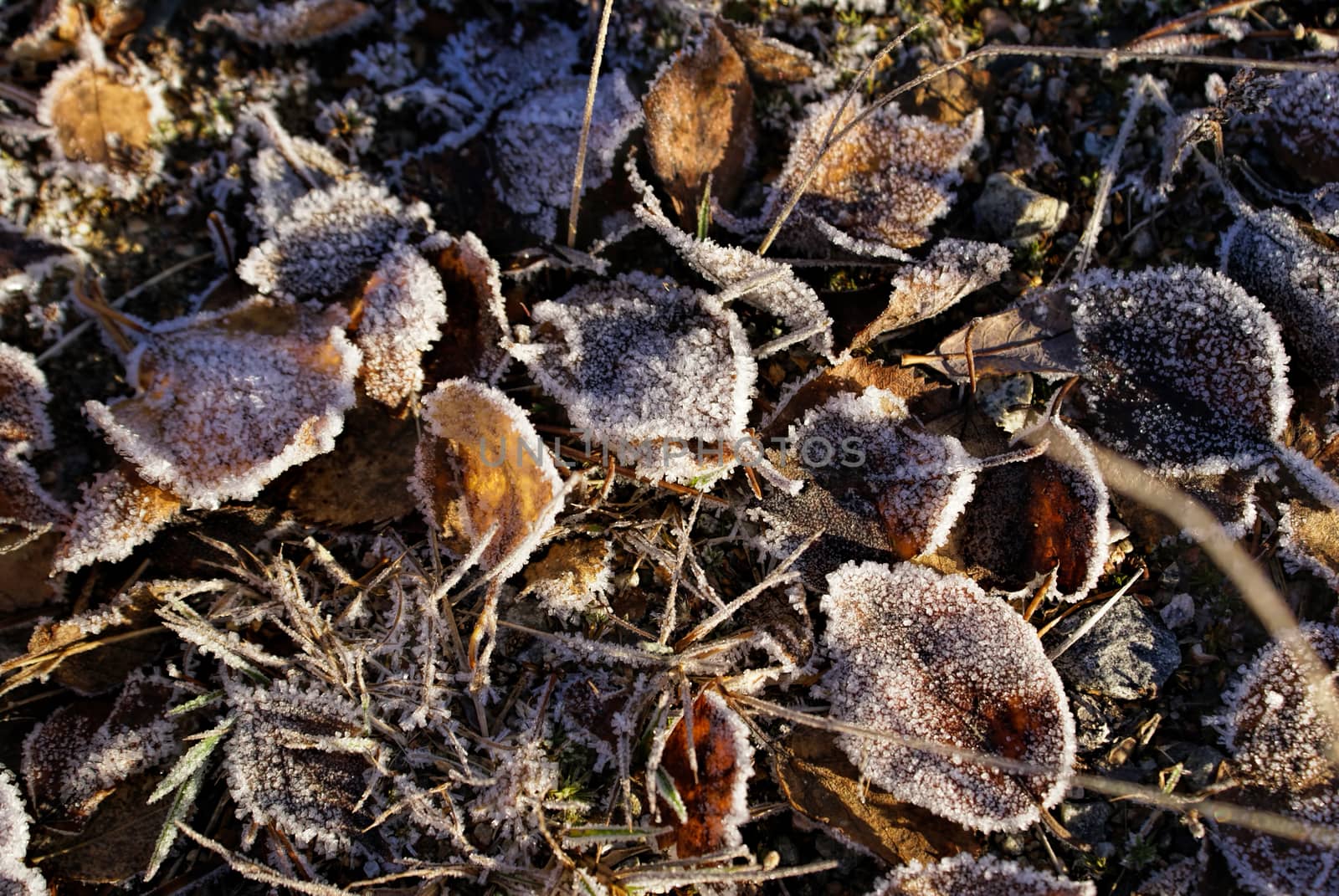 Frosty leaves by MichalKnitl