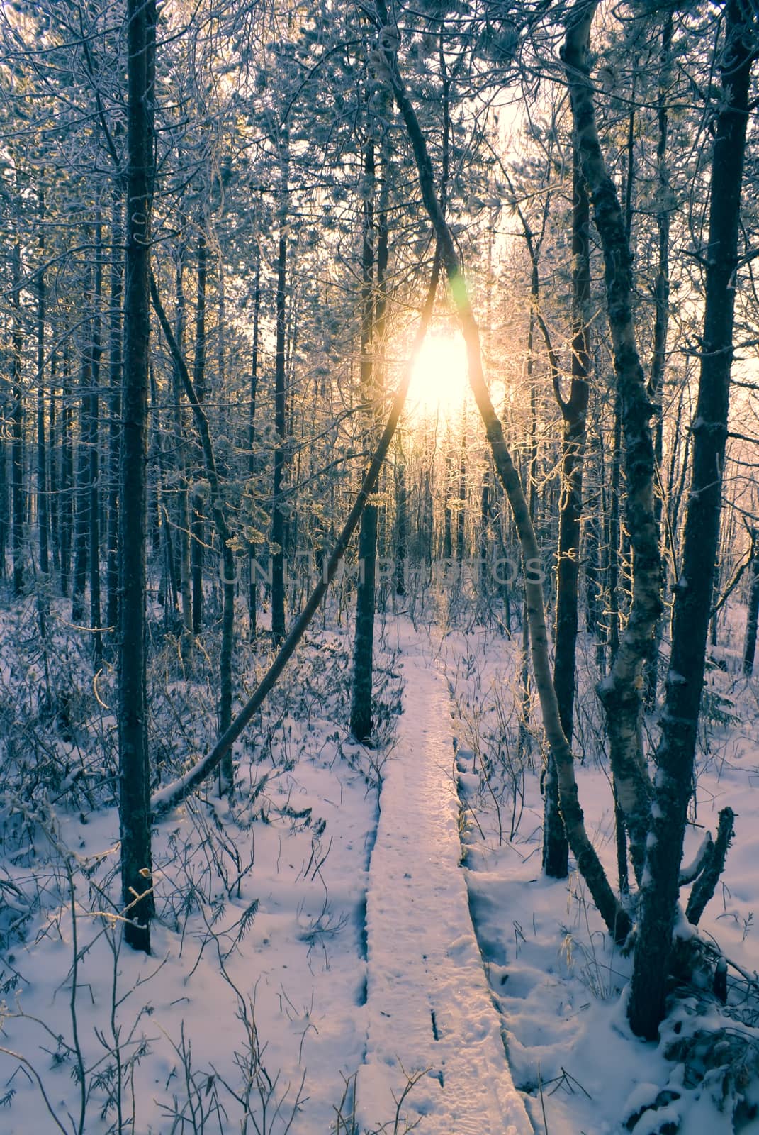 Cold winter sun shining through snow covered branches on a peaceful forest                path