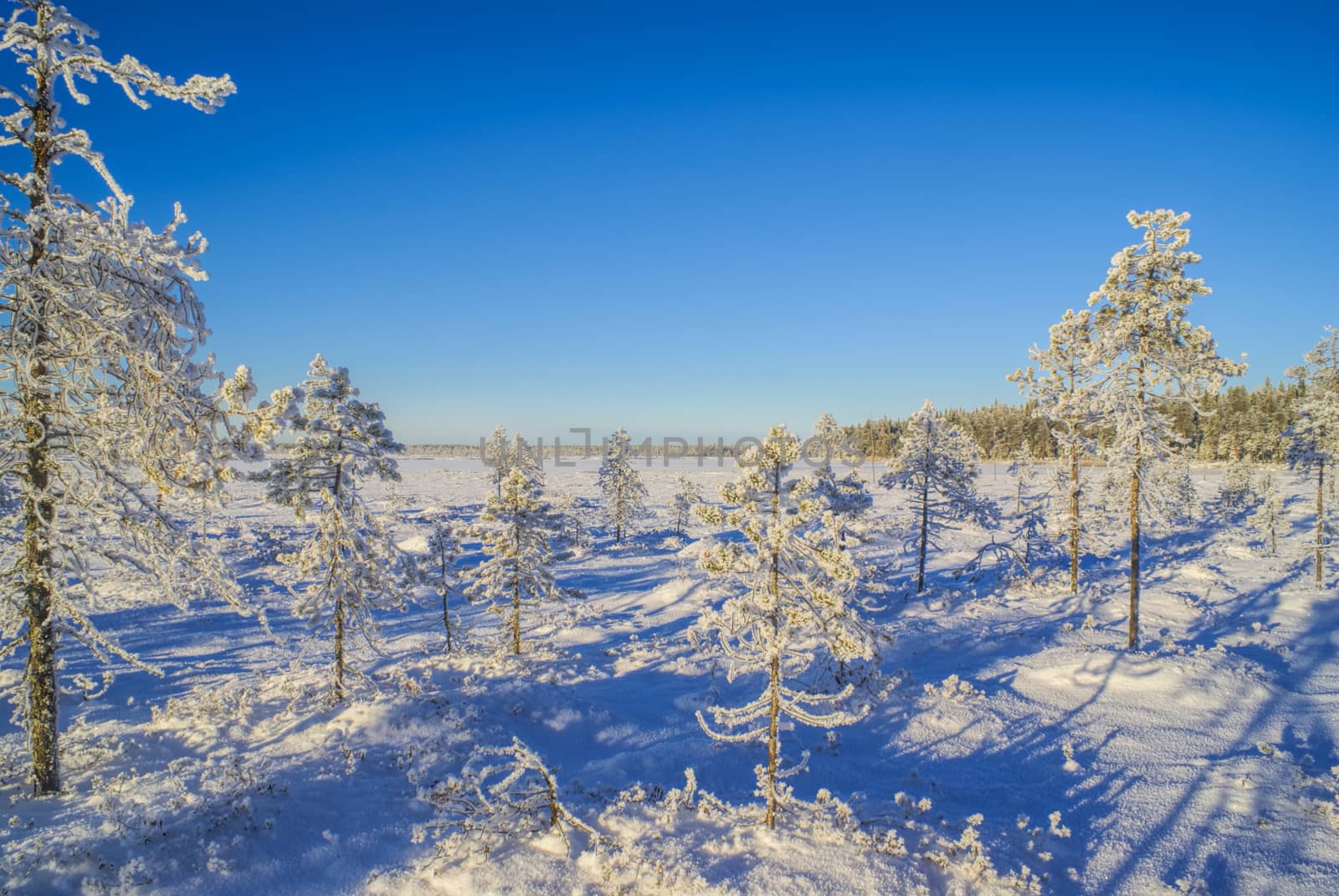 Picturesque view of trees of all sizes covered in snow in a winter country             