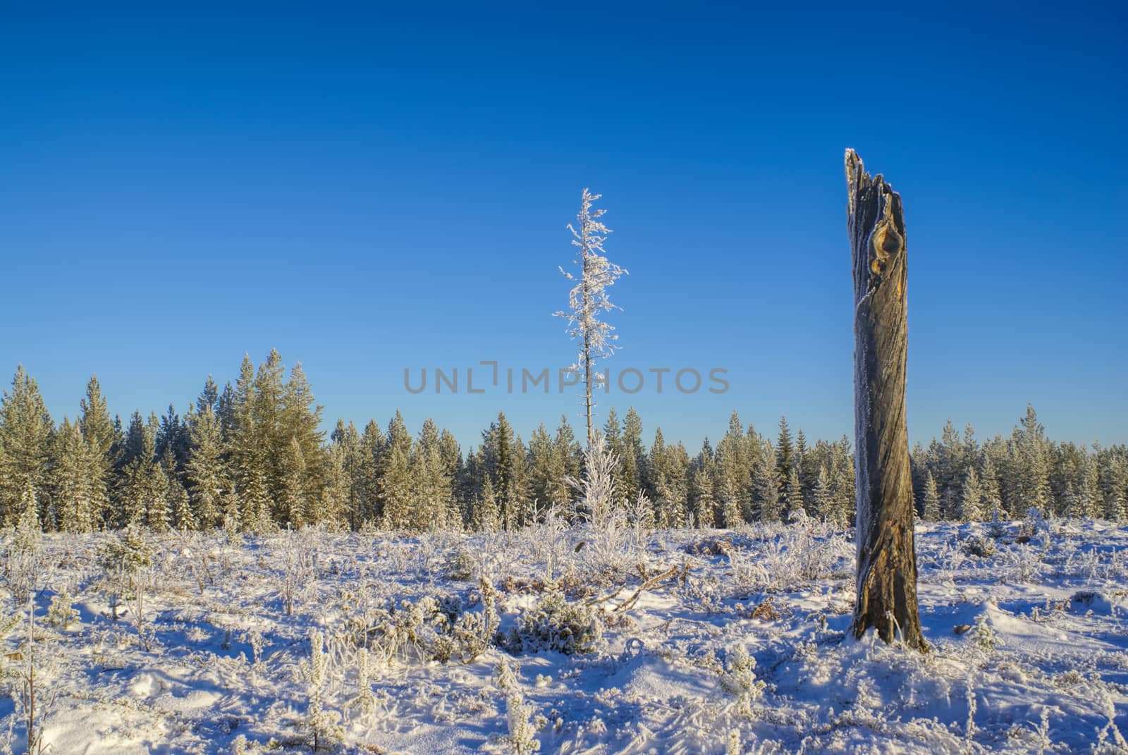 Picturesque view of a stag standing on a snow-covered meadow in front of a forest                  