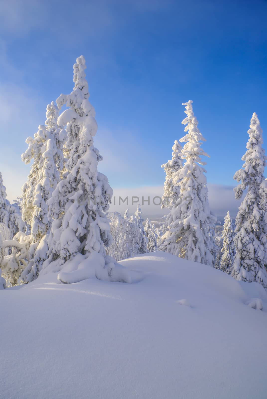 Picturesque view of trees almost completely hidden by snow                  