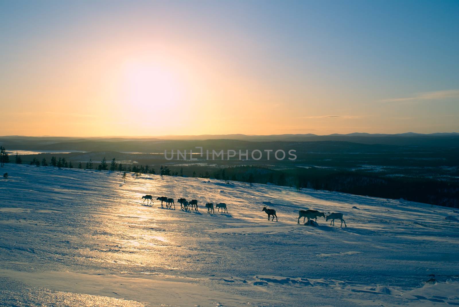 Picturesque view of a reindeer herd in the setting sun                 