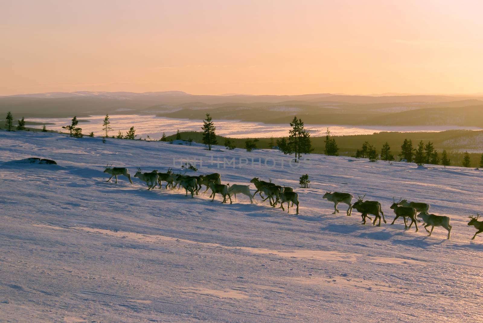 Panoramic view of a reindeer herd running uphill              