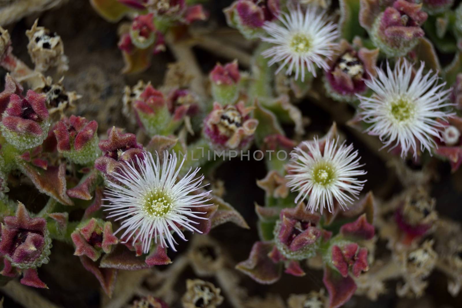 four white and yellow flowers, Tenerife by ncuisinier