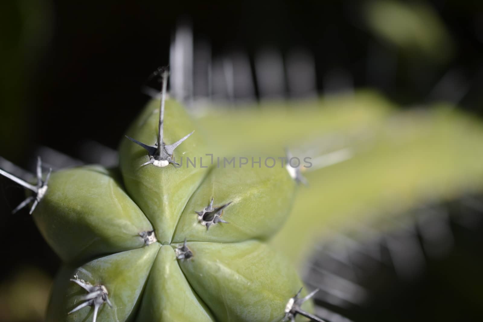 repetition of spines shape in bokeh