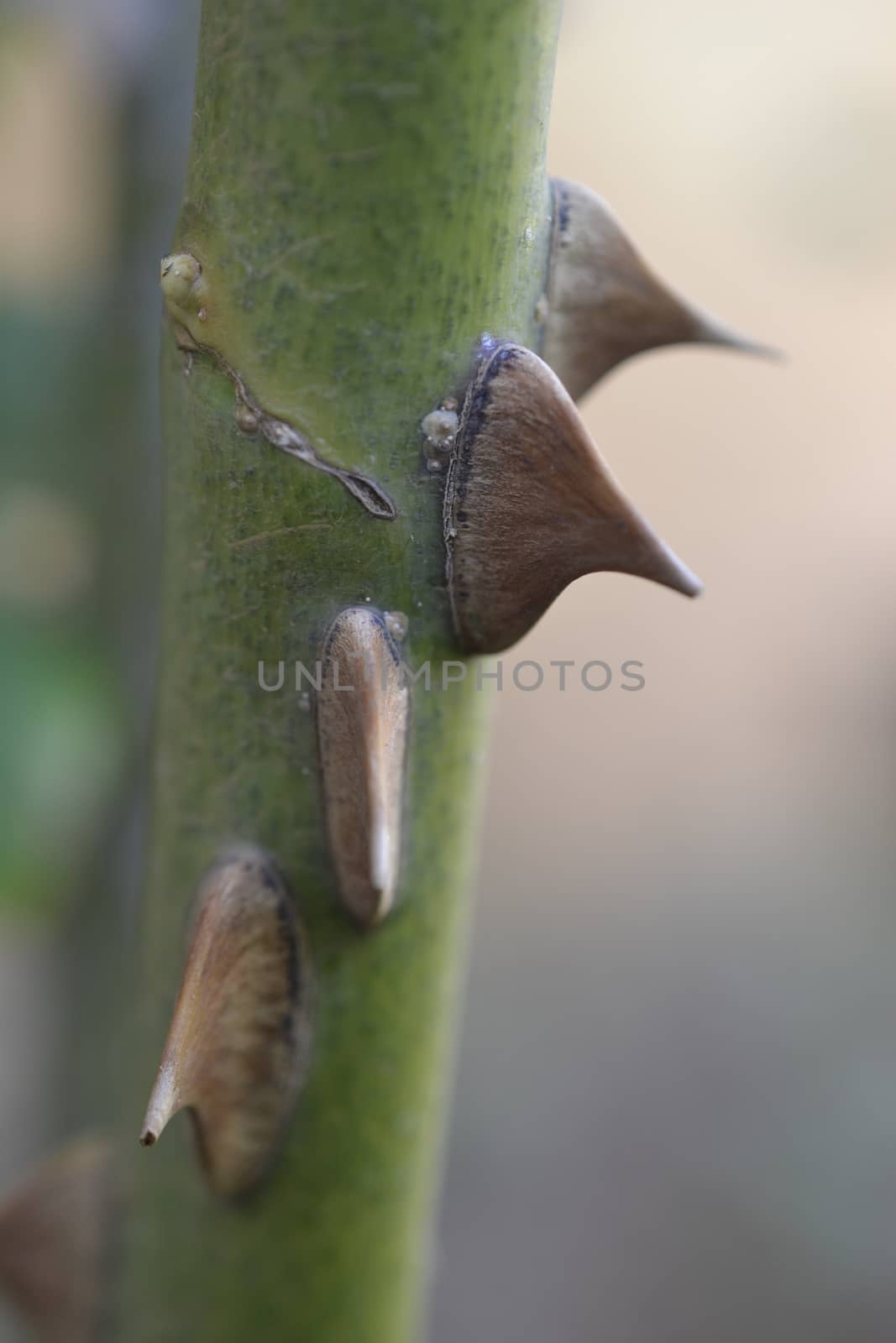 four rose thorns forming a stairway