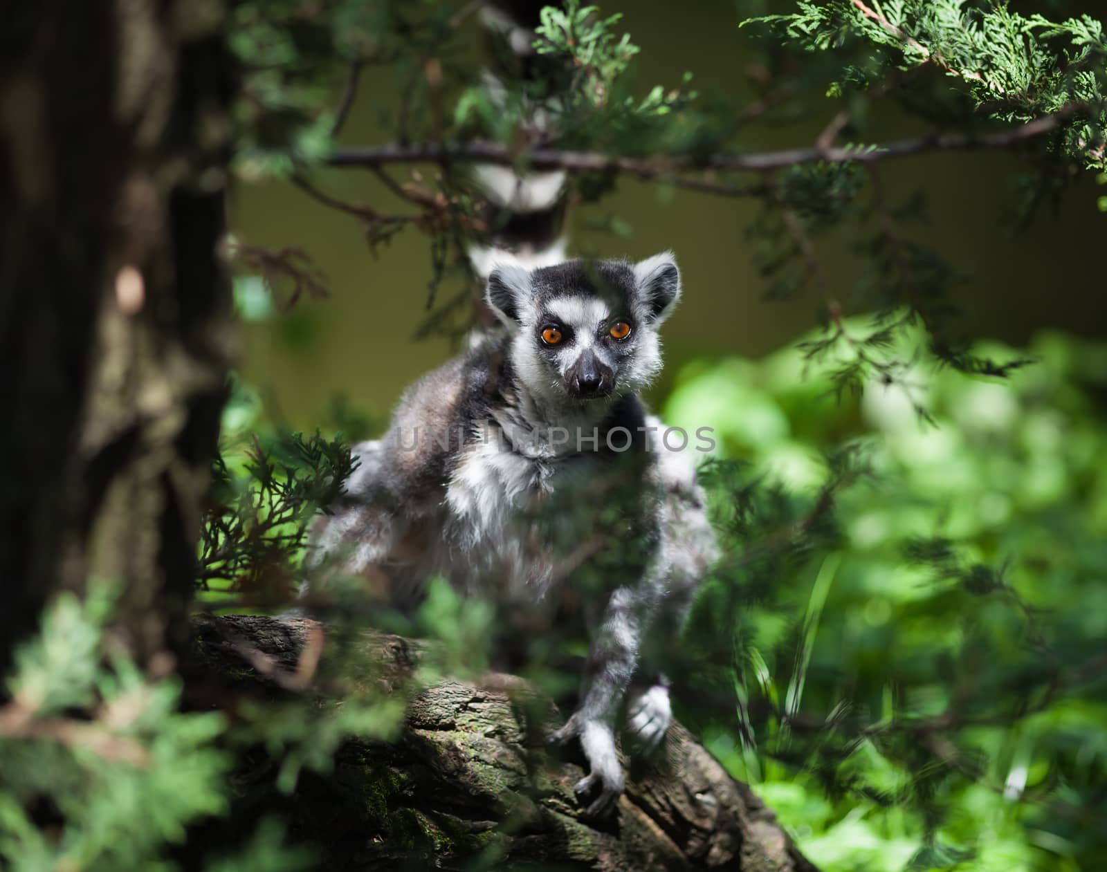 Close-up portrait of lemur catta (ring tailed lemur)
