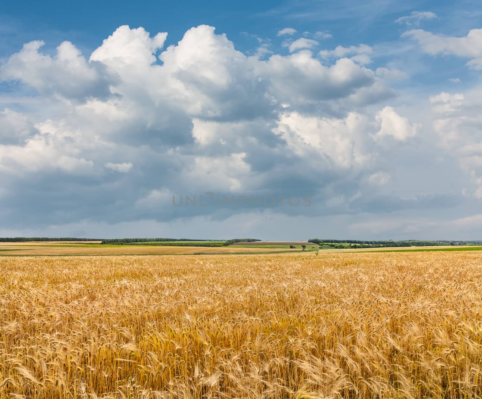 Golden wheat field with blue sky background