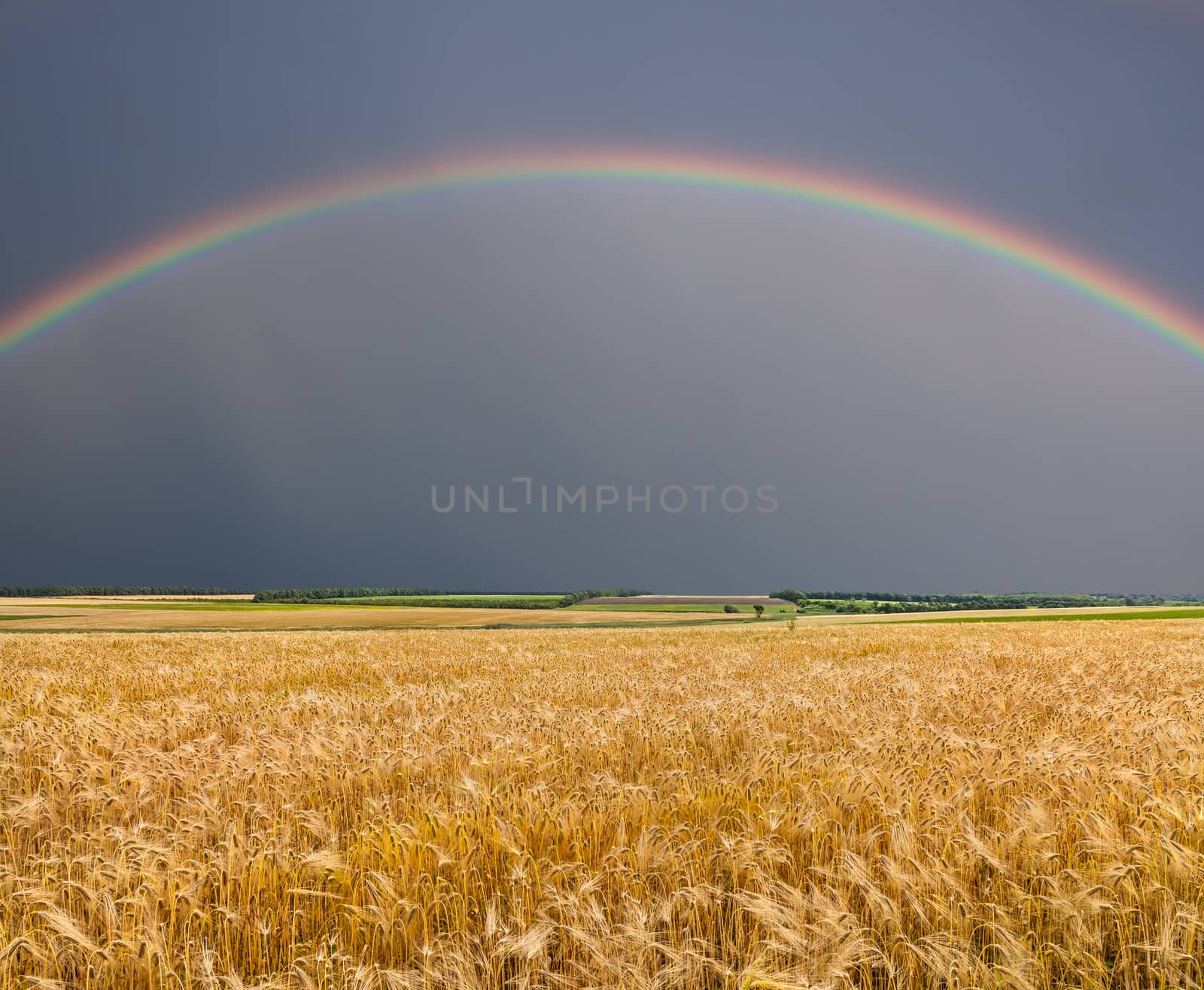 Golden wheat field with rainbow on the stormy sky
