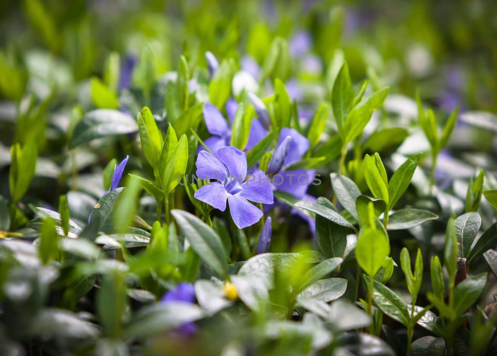 Periwinkle (Vinca minor) small plants with flowers