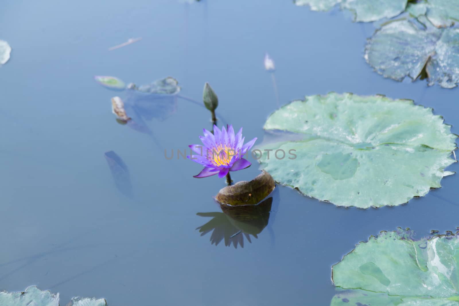 Purple lotus in a pond with water lilies by imagesbykenny