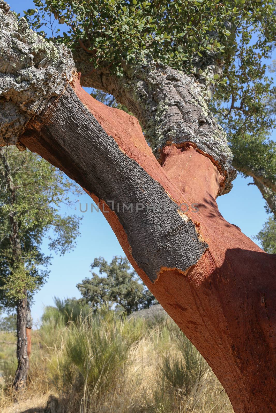 Trunks of oak cork stripped in Portugal